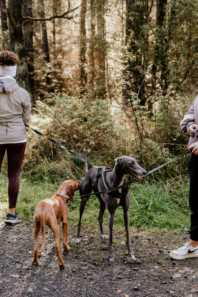 Zwei Hunde stehen an der Leine auf einem Waldweg, ein brauner und ein schwarzer Windhund. Sie werden von zwei Personen in Winterkleidung ausgeführt, umgeben von herbstlichen Bäumen und Vegetation.