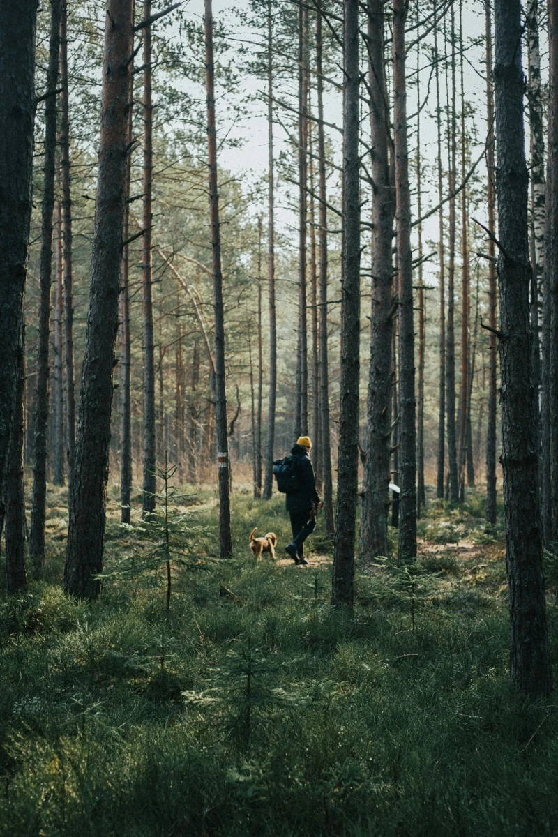 Wanderer mit gelbem Hut und Hund spazieren durch einen dichten Nadelwald mit hohen Bäumen und moosigem Untergrund. Sonnenlicht durchdringt sanft die Baumstämme und erhellt die grüne Waldlandschaft.