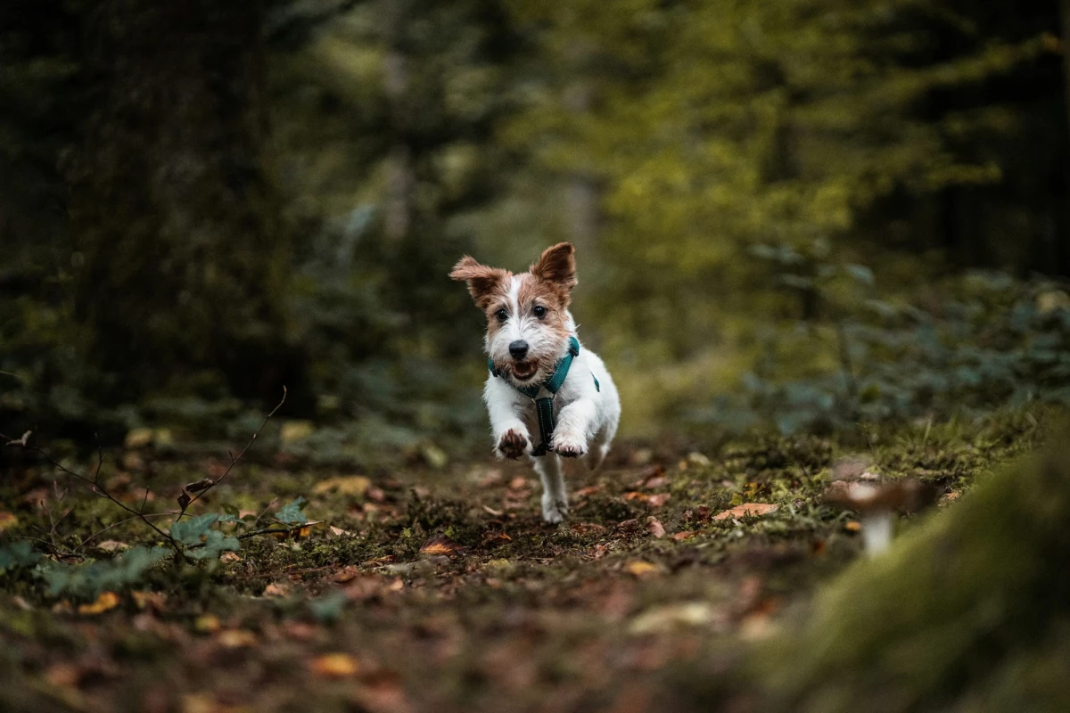 Jack Russell Terrier in blauer Weste läuft über einen herbstlichen, mit Blättern bedeckten Waldweg. Der kleine Hund ist fröhlich und dynamisch unterwegs, mit gespitzten Ohren und offenem Maul. Der Hintergrund ist ein unscharfer, grün-brauner Waldkontext.