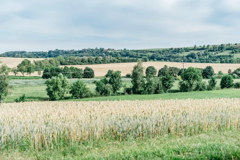 Weites Weizenfeld mit goldgelben Ähren im Vordergrund, umgeben von grünen Bäumen und Feldern. Im Hintergrund sanfte Hügellandschaft mit Wäldern und bewölktem Himmel.
